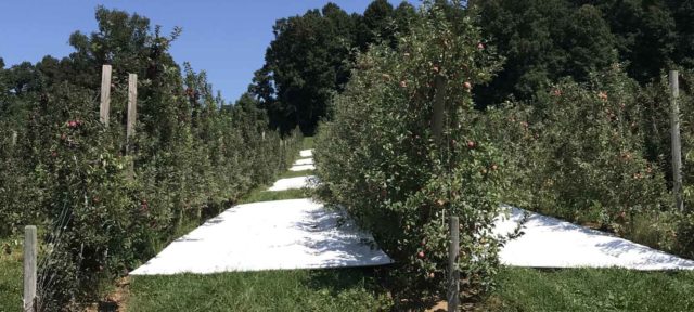 Reflective ground covers at orchard
