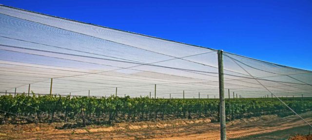 windbreak fabric being used to protect crops