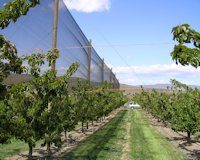 crop protection wind break fabric in cherry orchard