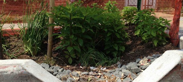 closeup of a bioswale