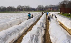 woven polypropylene being used to protect crops