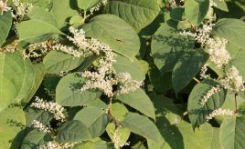 Japanese knotweed with roots covered by geogtextiles