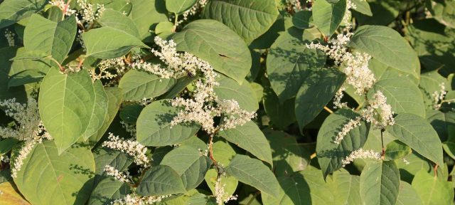 Japanese knotweed with roots covered by geogtextiles