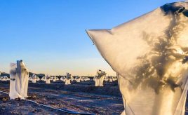 frost cover for winter plant protection