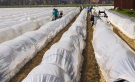 crops being protected in order to boost productivity