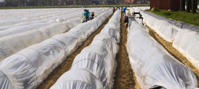 crops being protected in order to boost productivity