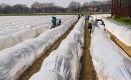 plants covered with frost protection