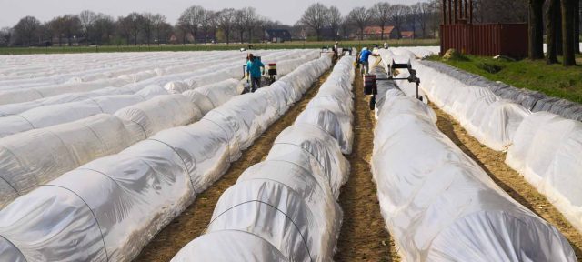 plants covered with frost protection