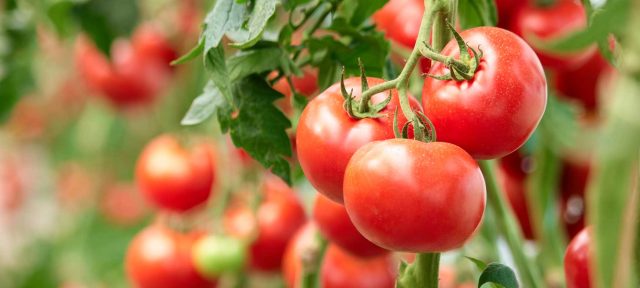 ripe red tomatoes on the vine