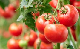 ripe red tomatoes on the vine