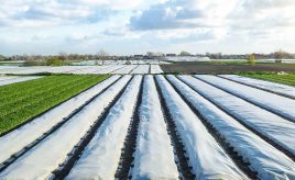 farming plants covered for protection