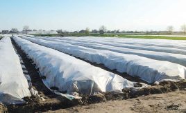 a field of crops protected from harsh weather by thin agricultural fabrics